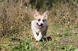 CORGI PEMBROKE 332